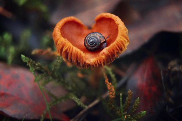 snail on heart shaped mushroom