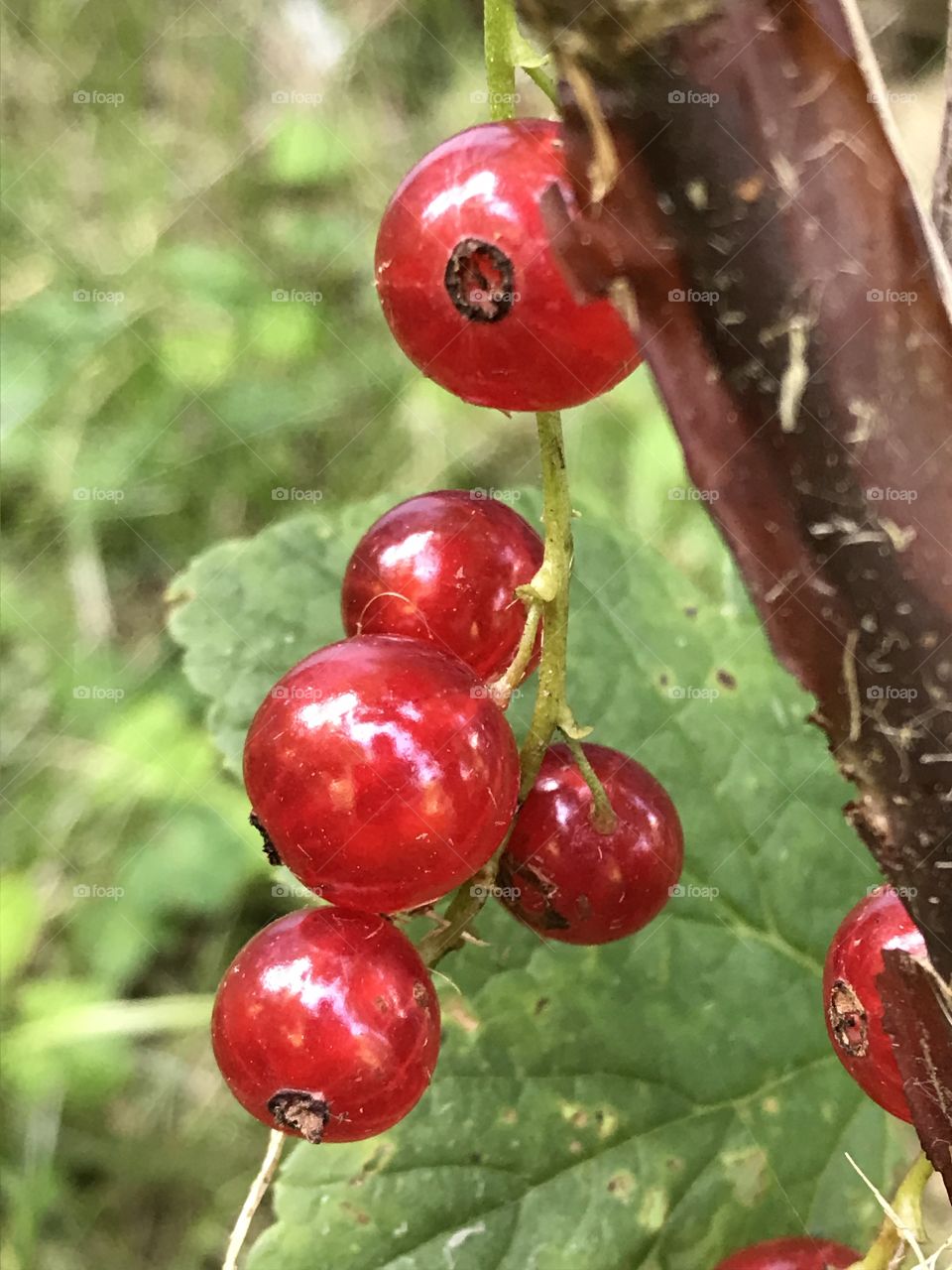 Red currents 
