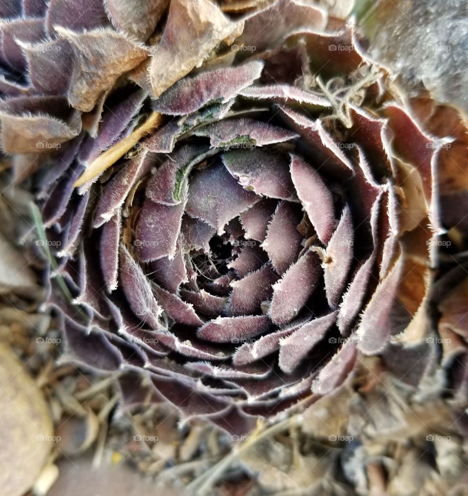Dormant Hens and Chicks