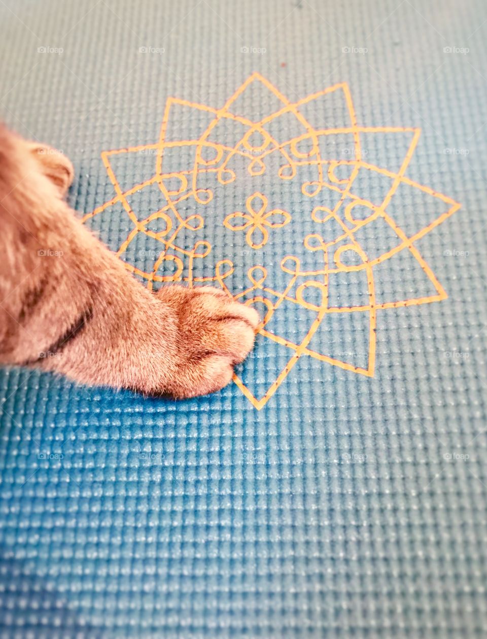 Cat feet on yoga mat