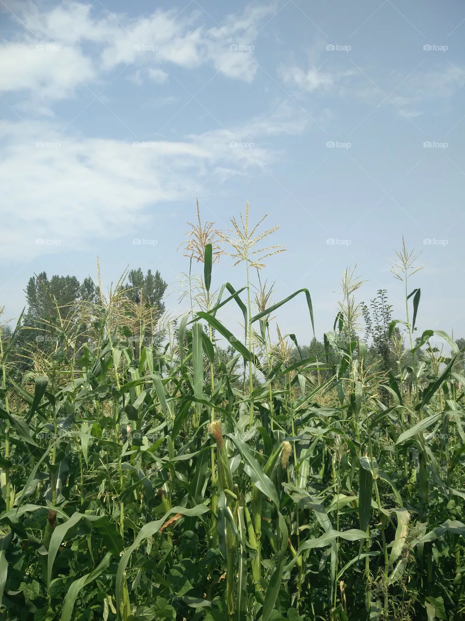 sky cloudy field's 🌽 
📸 Muneeb bhat