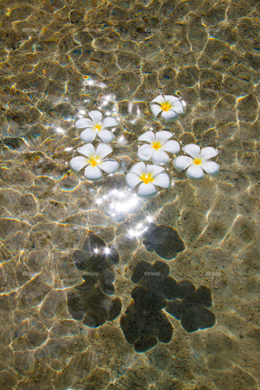 White flowers floating on the surface of the water.
