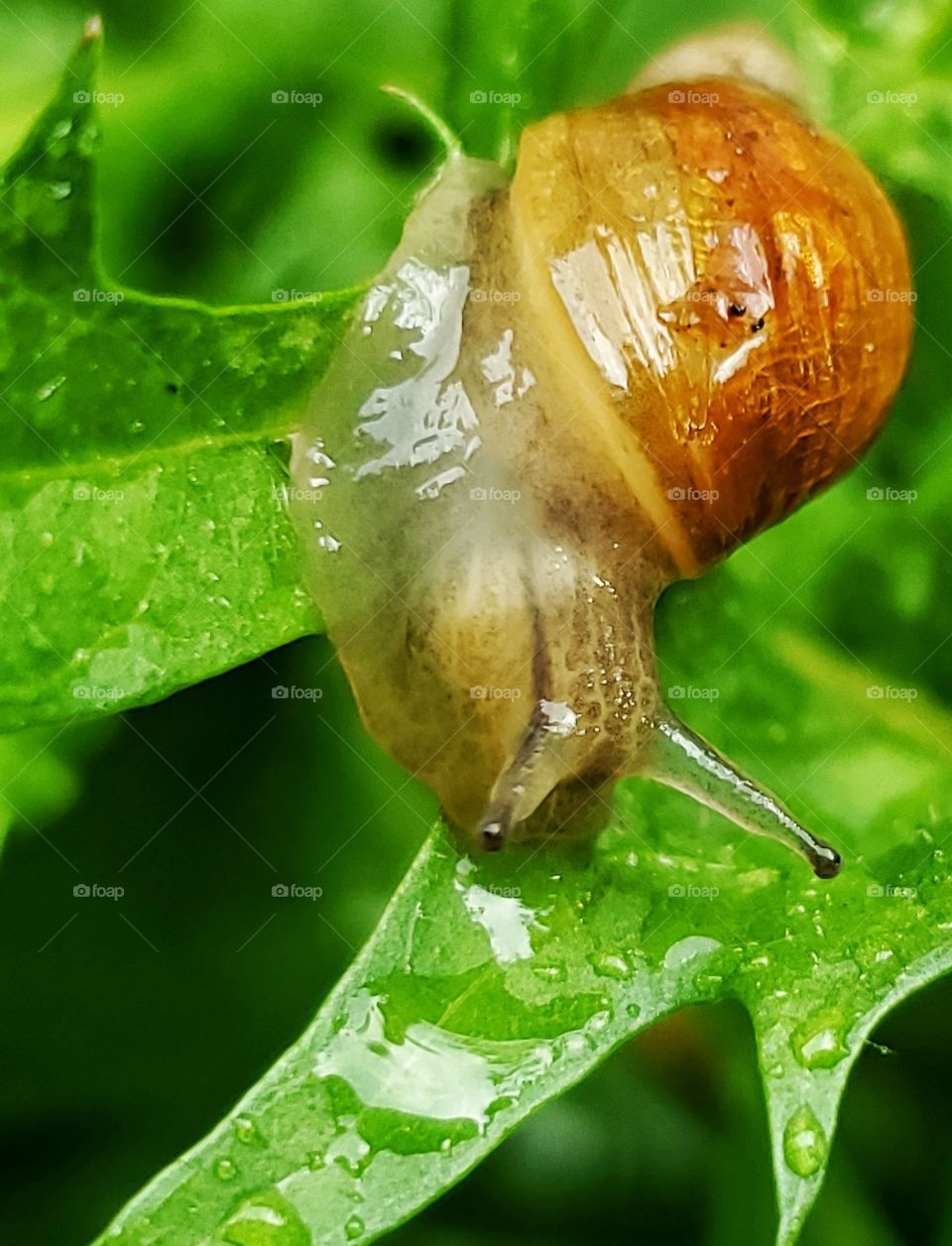 Little slug on leaf 1