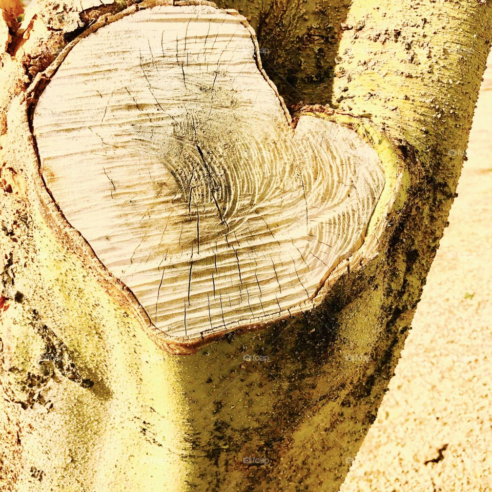 Tree with Heart