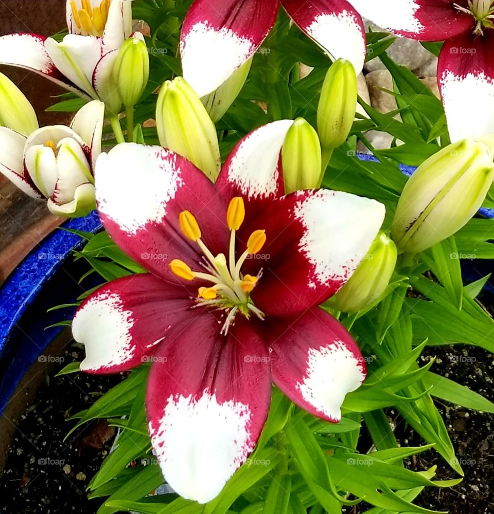 Red & White Petals