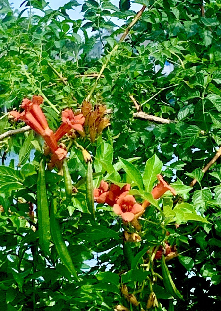 Orange trumpet flowers 