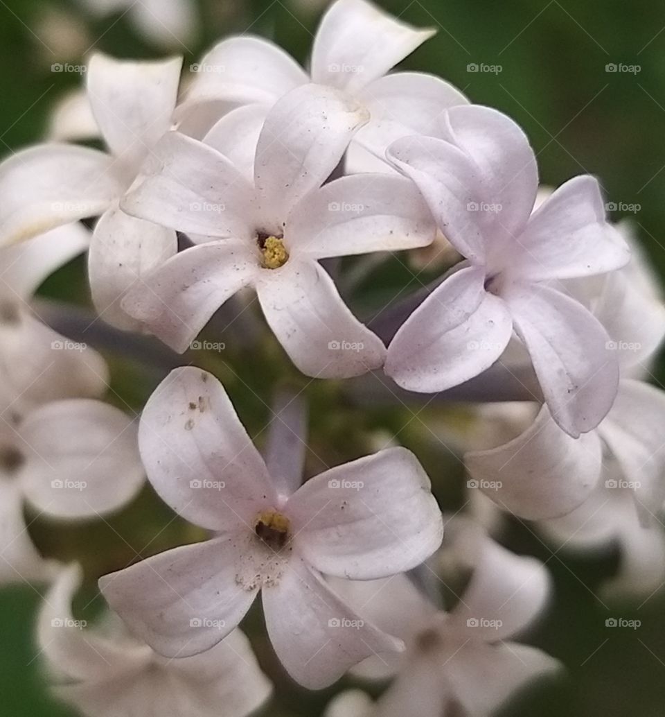 Bushy flower