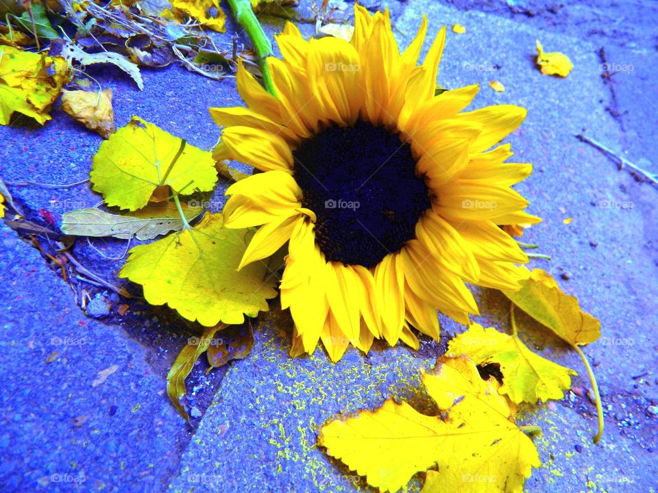Sun Flower on Blue