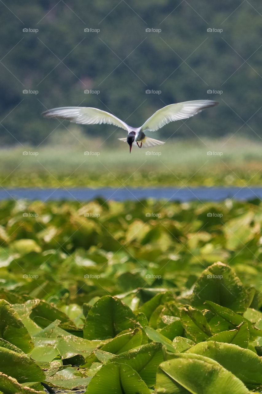 Sea swallow flies over "Skadar" lake - Montenegro