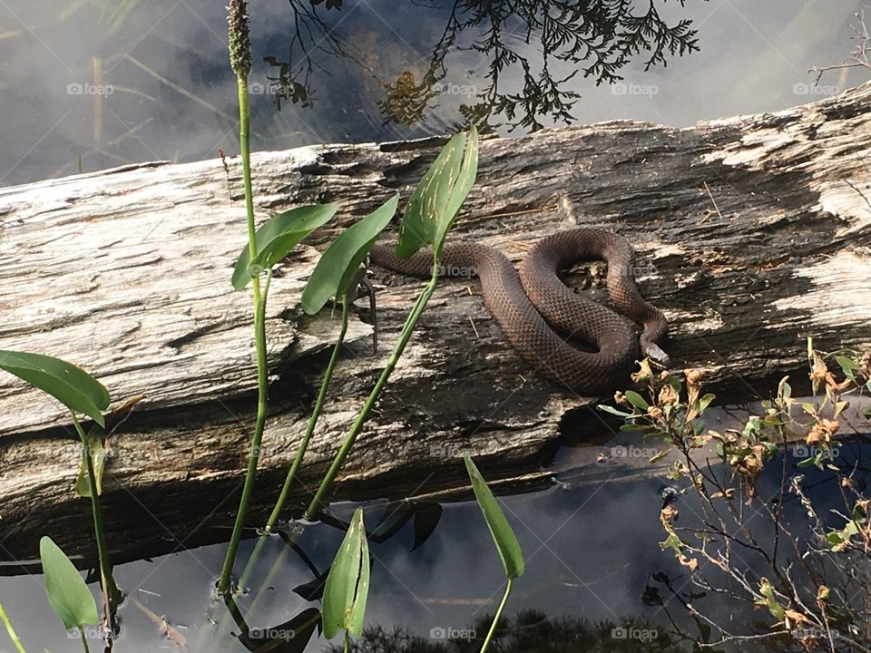 Mature northern Water snake sunning and hunting frogs 
