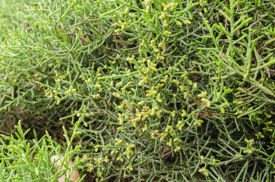 Capressus Macrocarpa Closeup