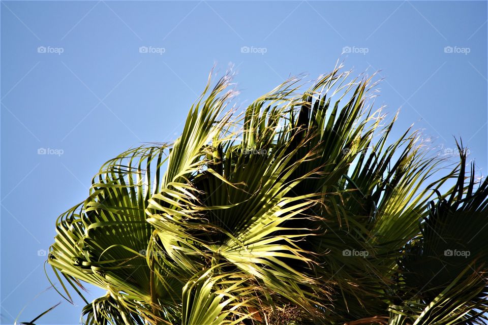 Palms in the Wind
