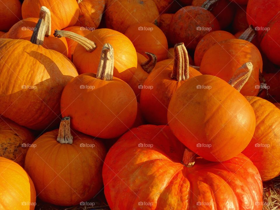 Abundant Pumpkins