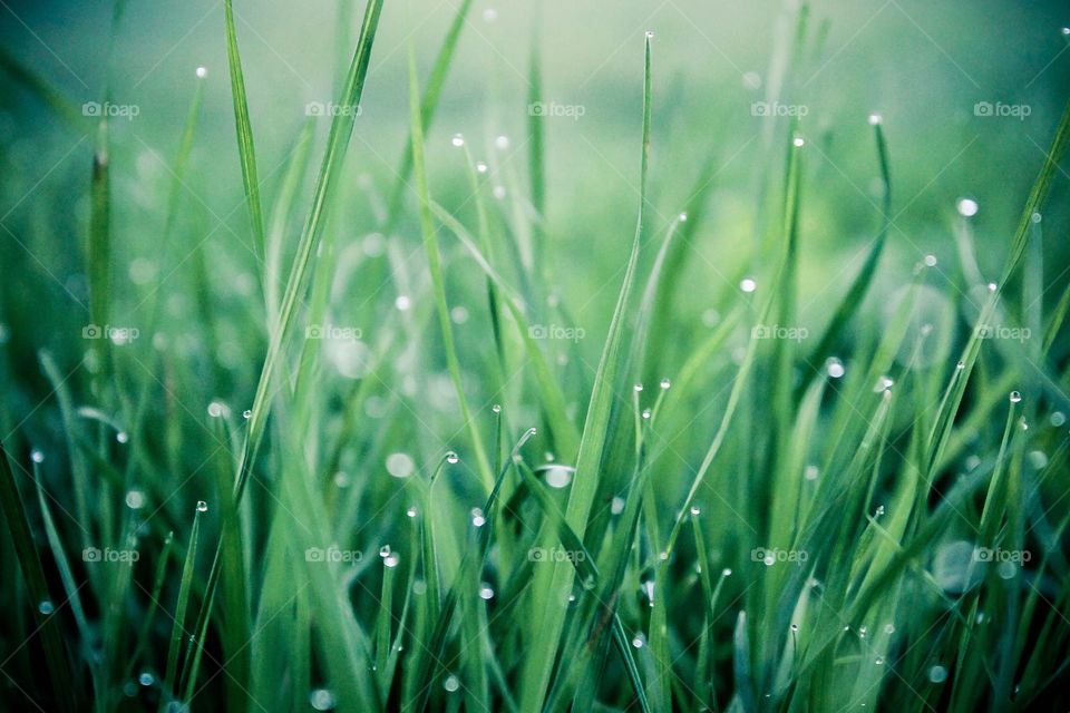 Morning light catches the last remaining dew of the day. 