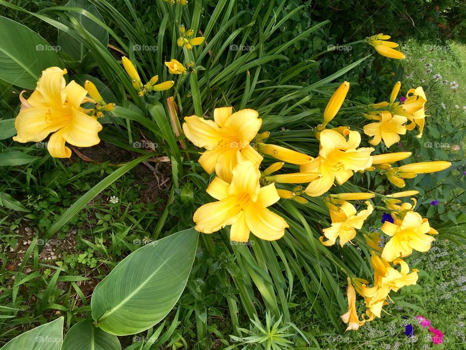 Yellow Lilies 