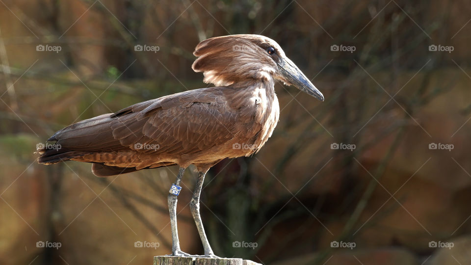 A Hamerkop.