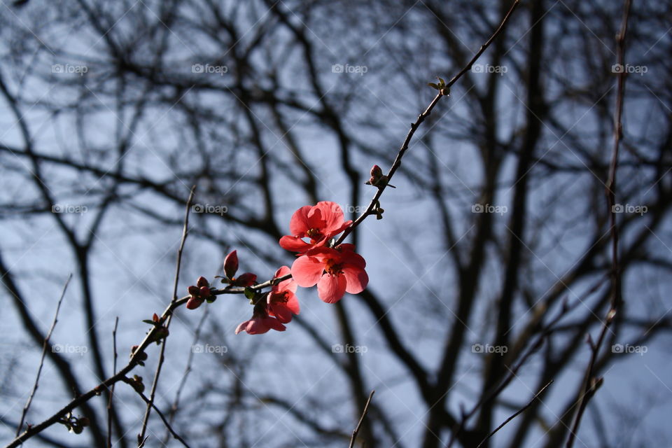 Flowering Red Quince (Chaenomeles) under an overcast sky