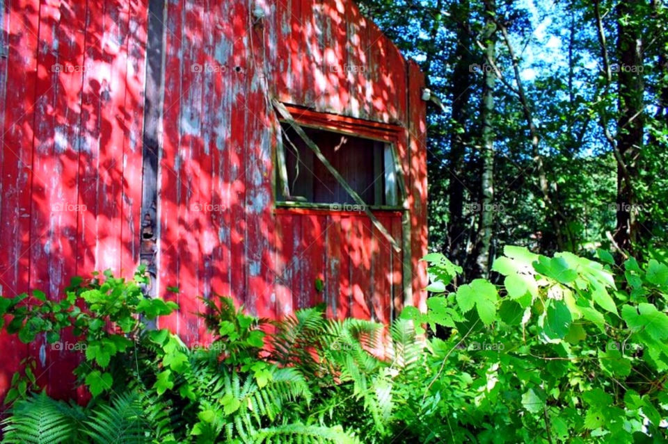 plants red forrest house by merethe