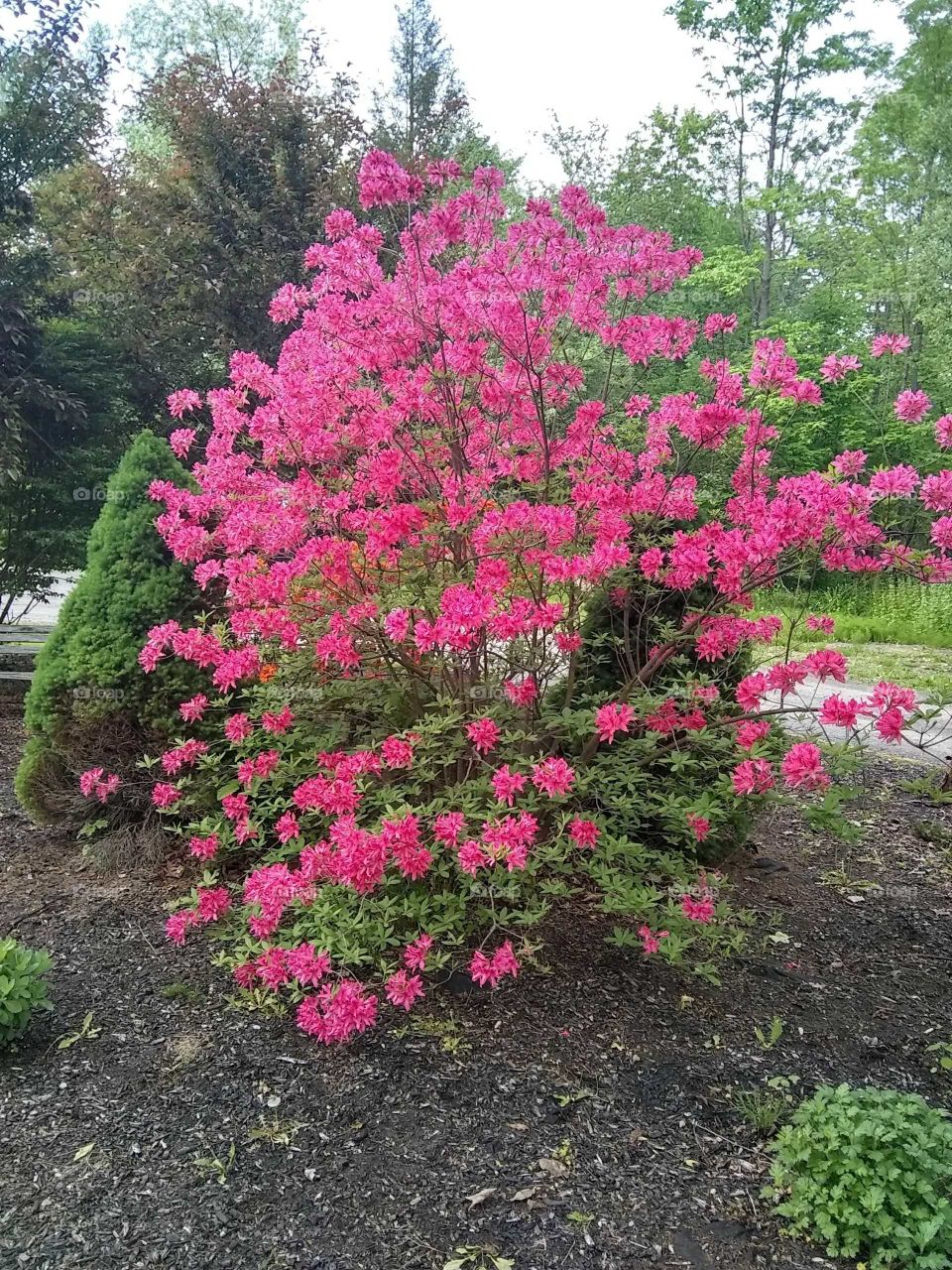 Pink Azaleas..smell as sweet as they look