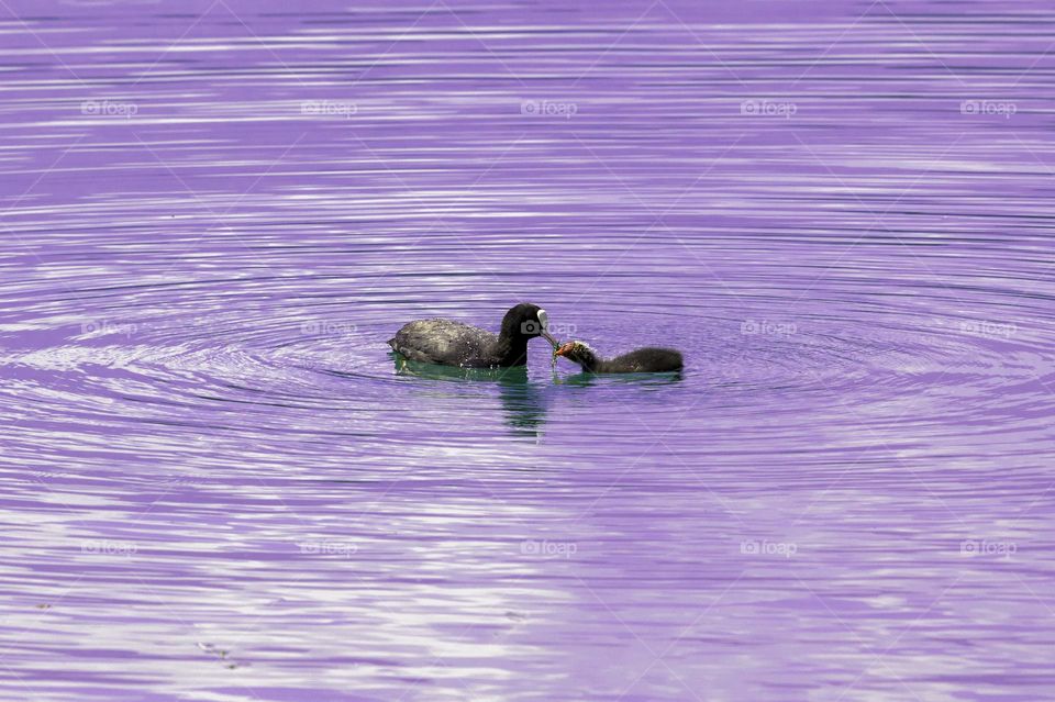 Two Ducks in a cuddling time into a pond, with Rings water effect around