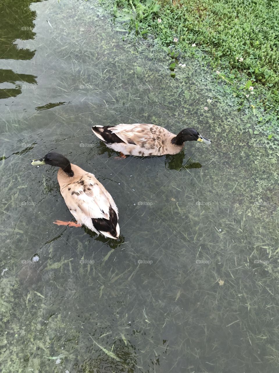 Ducks 