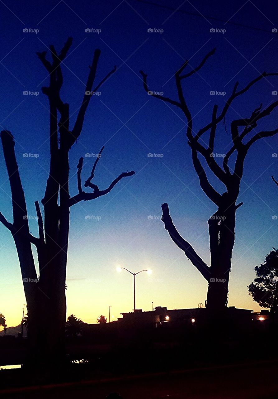 silhouette trees and sunset