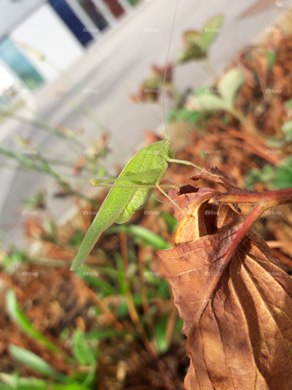 Grasshopper dry leaf strawberries tree color plant