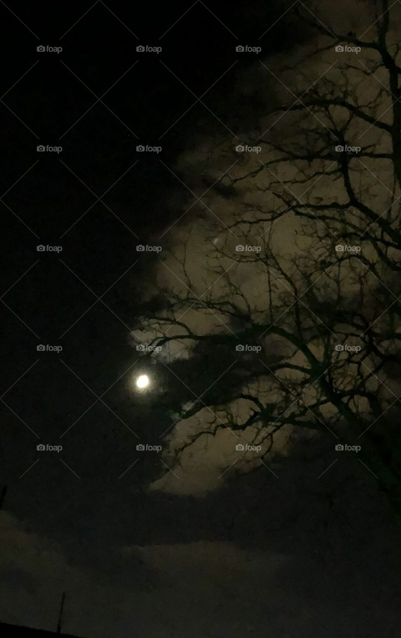 Moon cloudy sky tree 