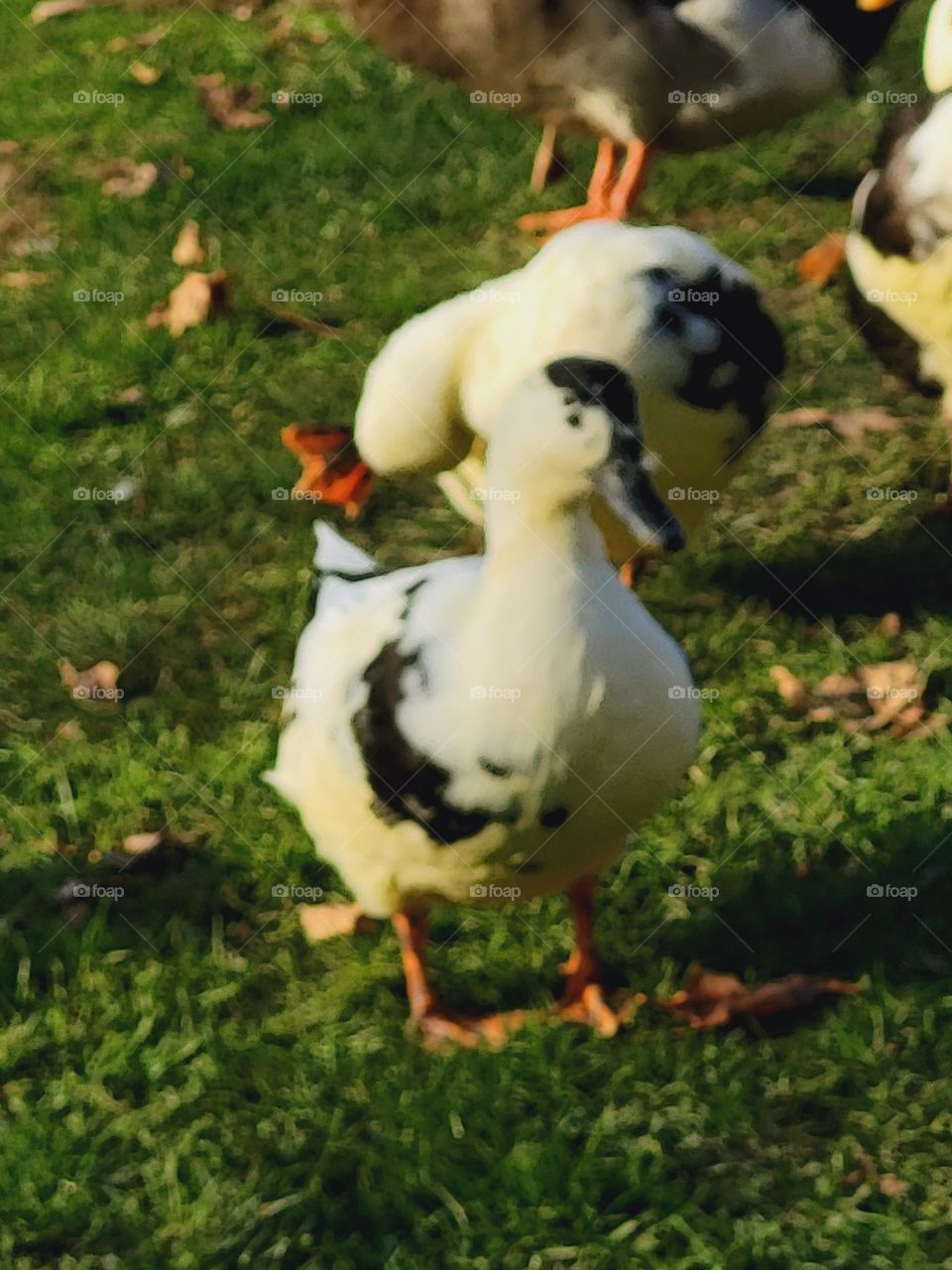 ducks