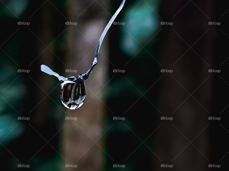 a drop of morning dew