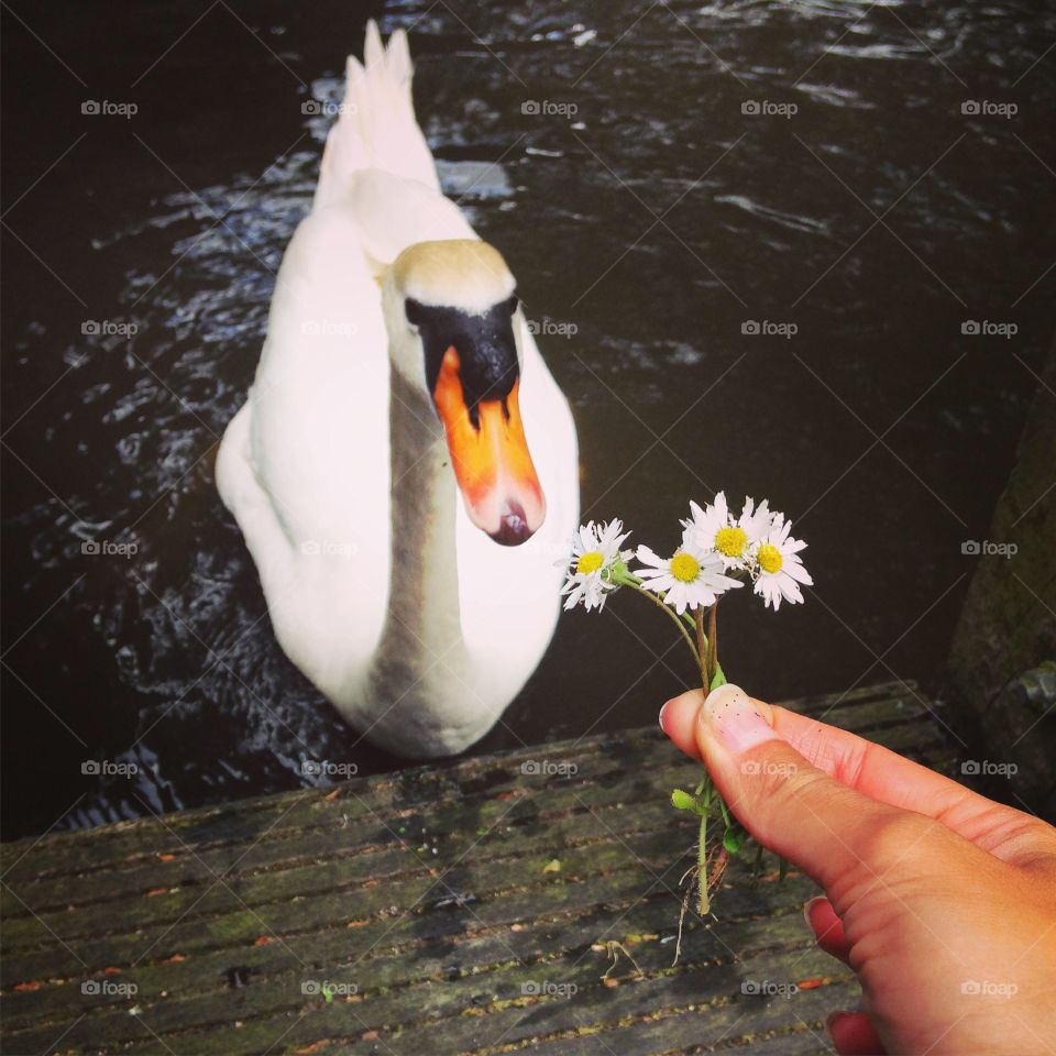 Bird, No Person, Nature, Water, Lake