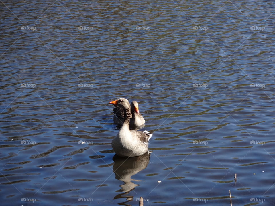 duck.  Ducks  in the lake Wollaton Park  