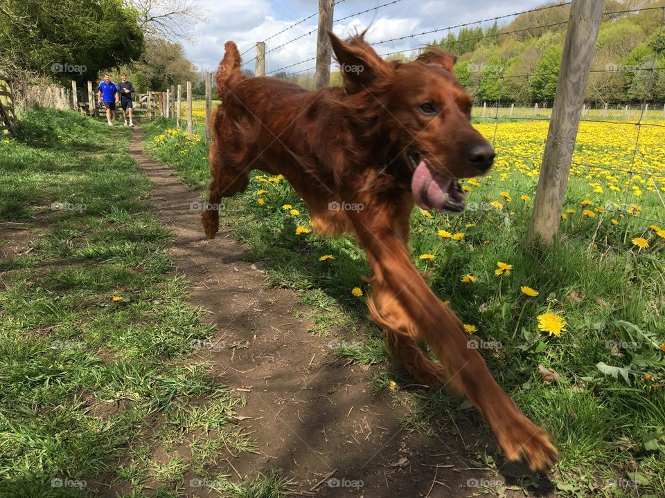 Dog walk off lead … Quinn enjoying a bit if exercise 