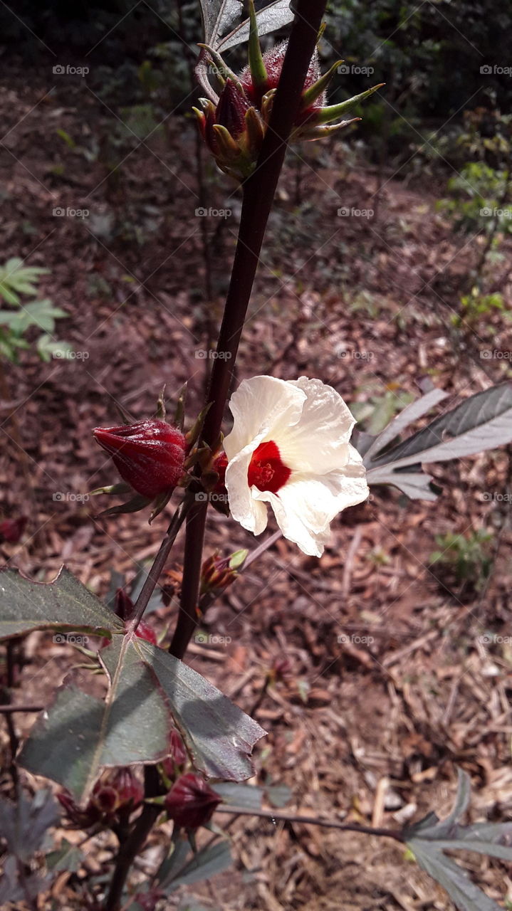 hibiscus flower