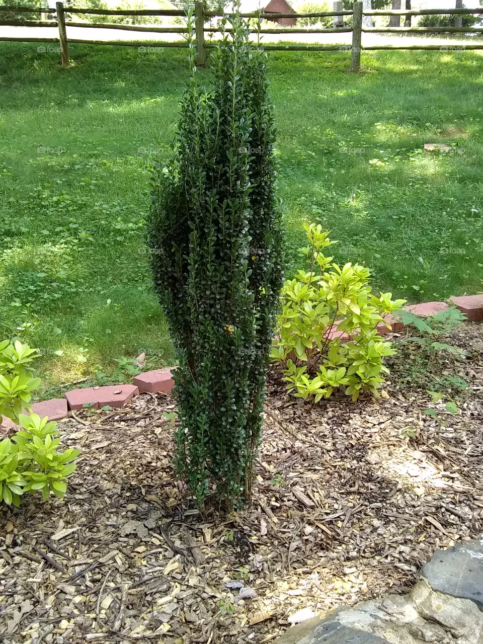 garden