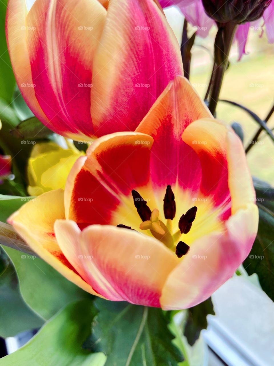 Flower Power - flowers from my garden 🪴