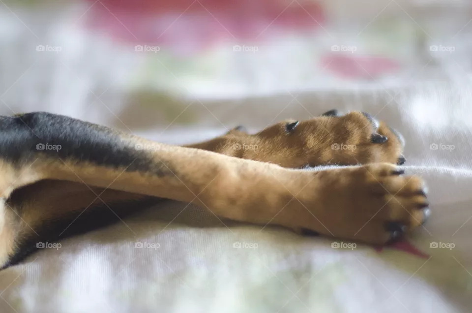 Paw