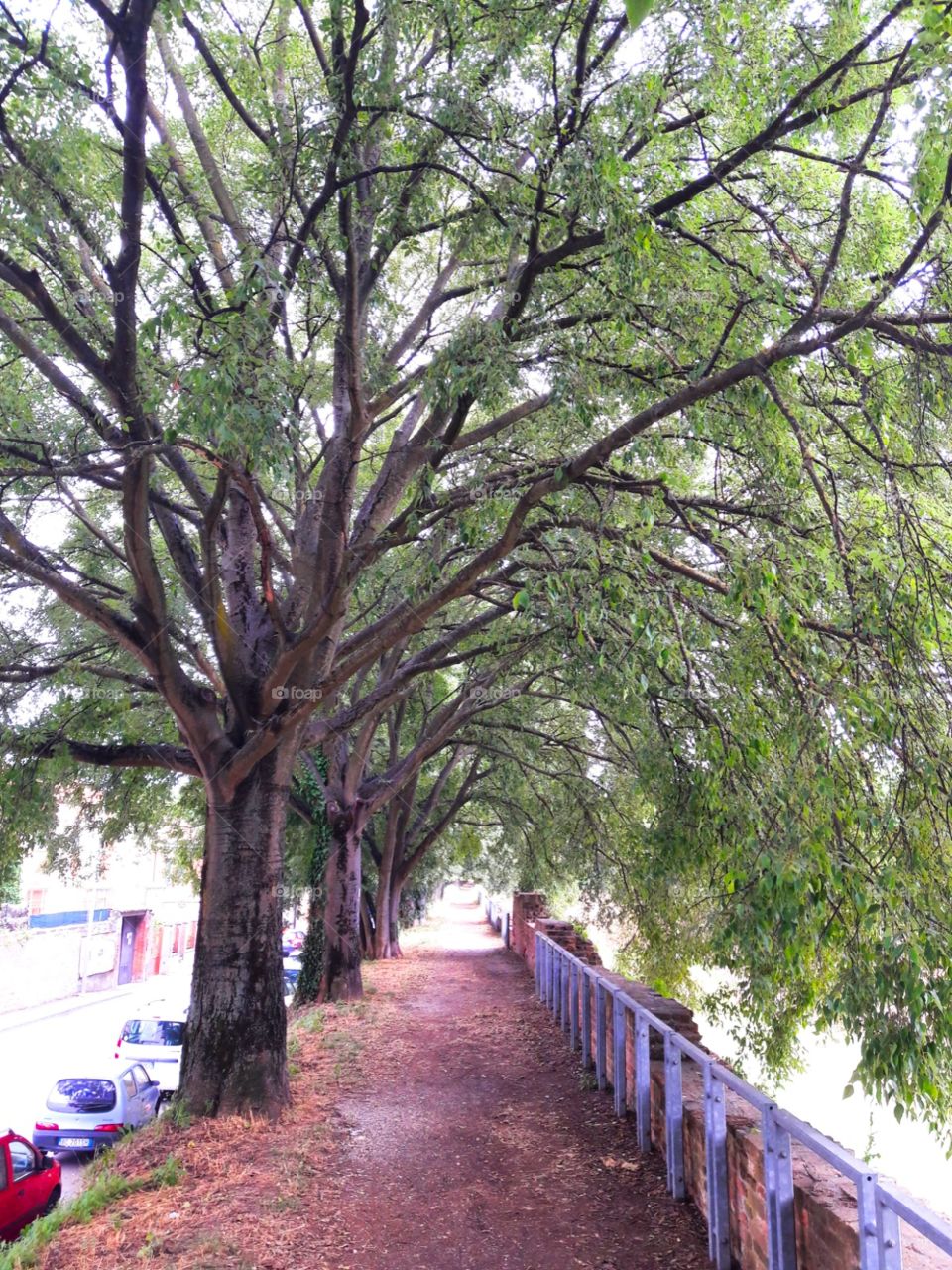 tree way