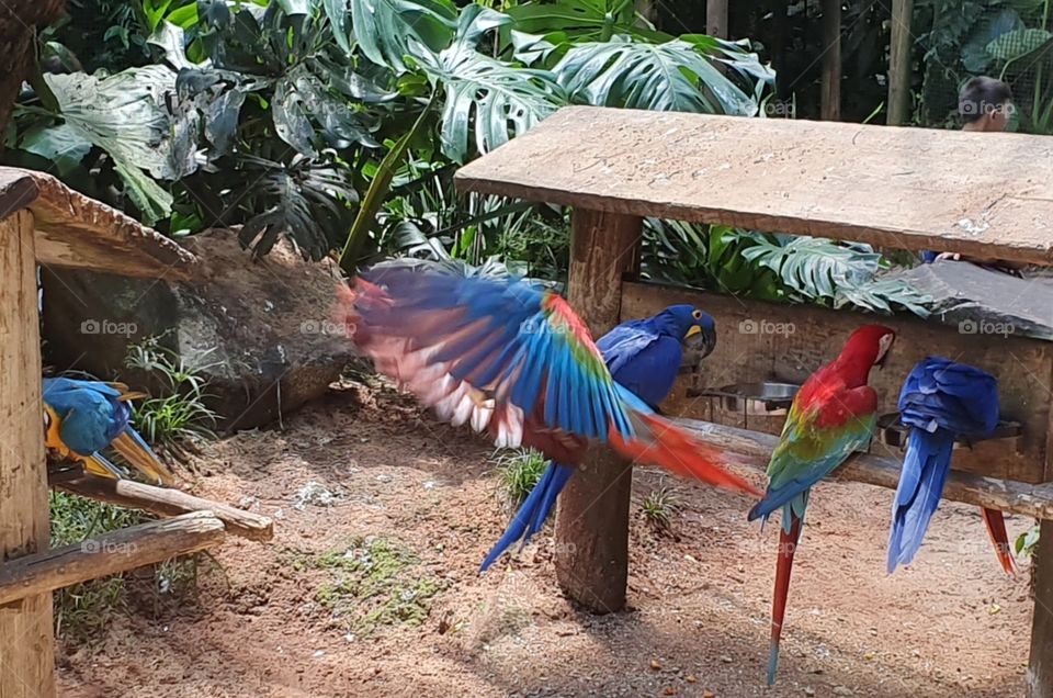Parque das Aves Foz do Iguaçu