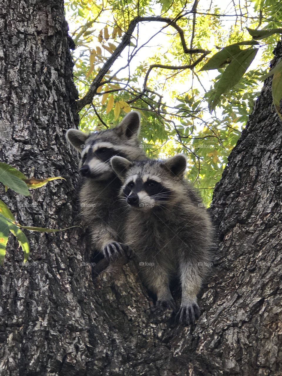 Raccoon baby in a tree