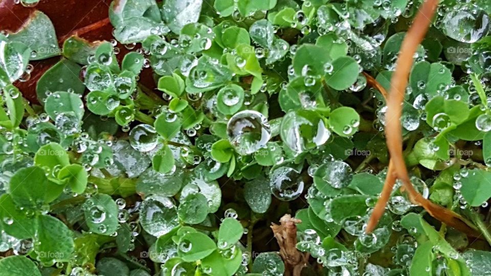 Frozen water droplets on a batch of clovers.