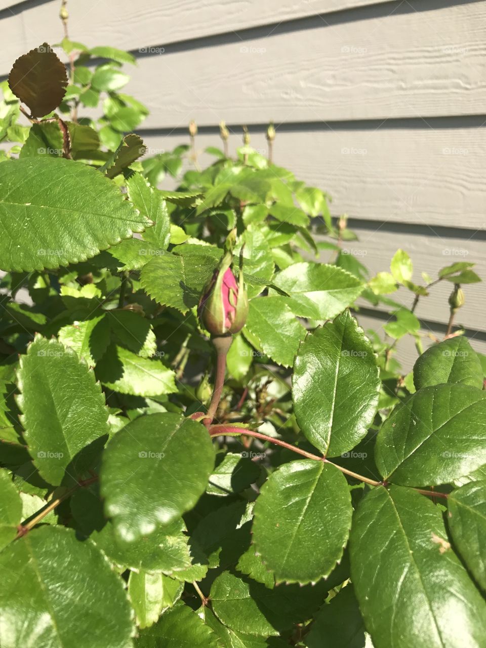 A pink rosebud springing up in May