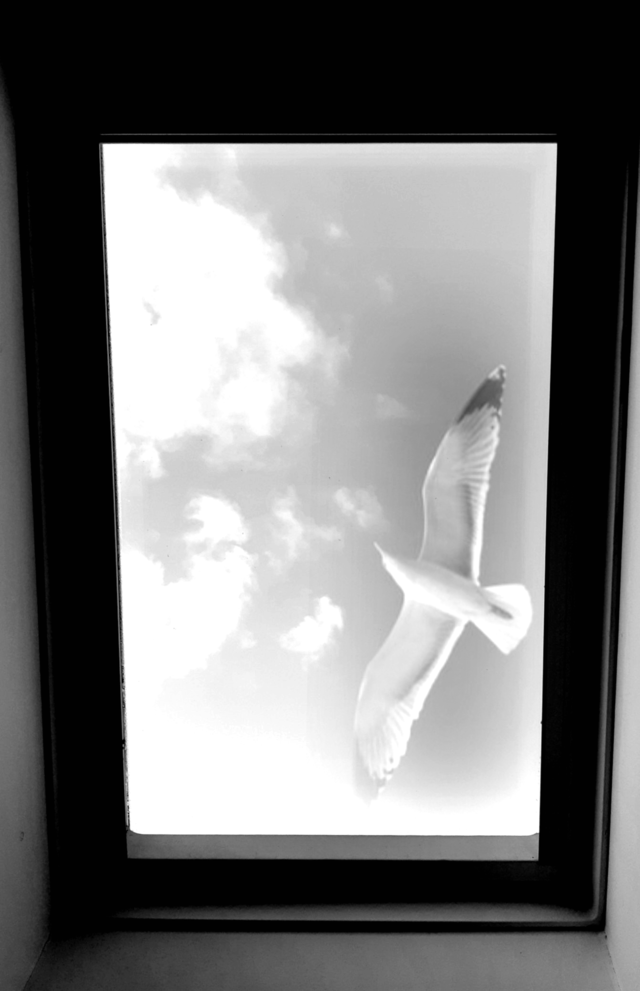 Seagull through the roof window