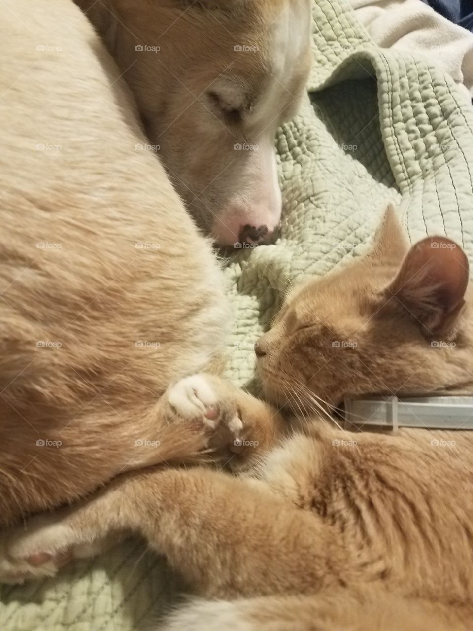 Charlie and Cheeto the orange duo