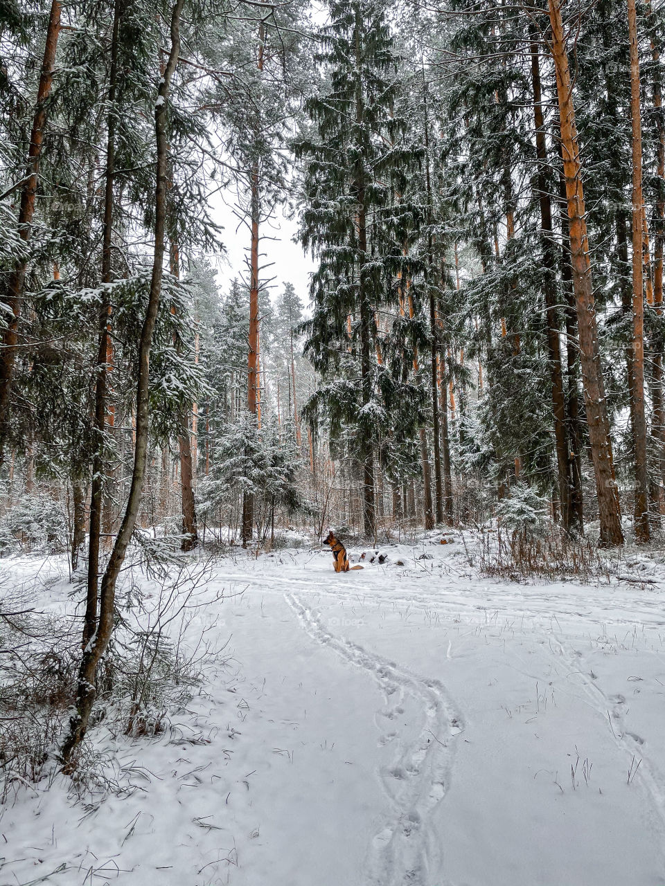 Winter landscape with forest in cloudy December day 