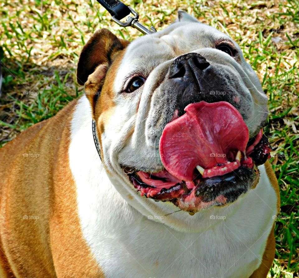 Animals captured on camera - Chubby English Bull dog - Happy smile. He is muscular, hefty with a wrinkled face. His sour mug face is the universal symbol of courage and tenacity