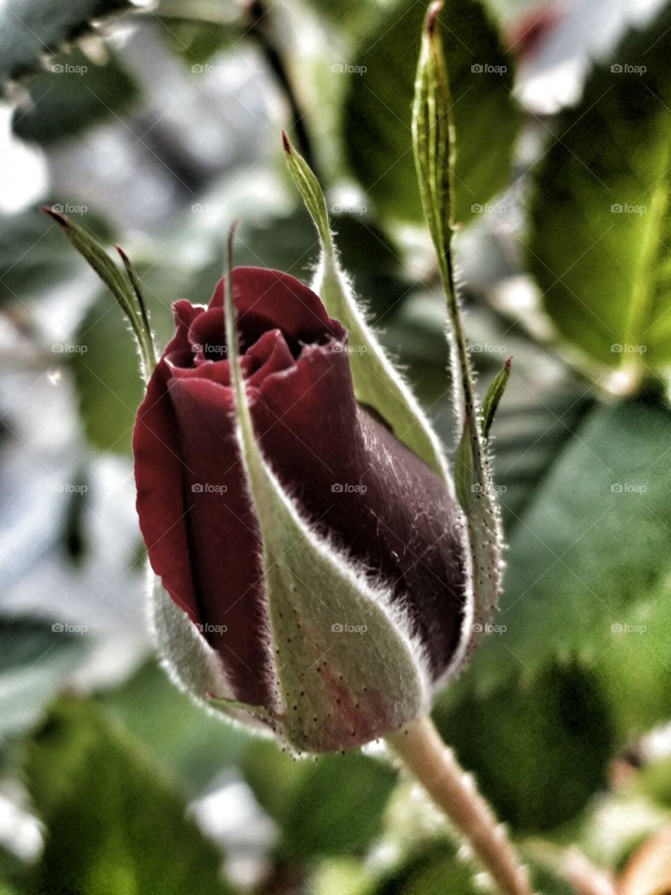 rose. red rose