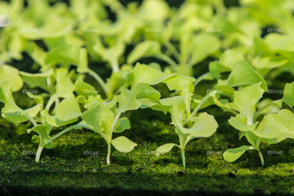 vegetable, oganic, salad, hydroponics, clean food