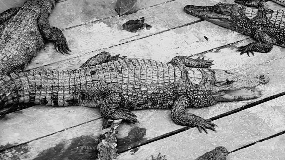 Allevamento di coccodrilli