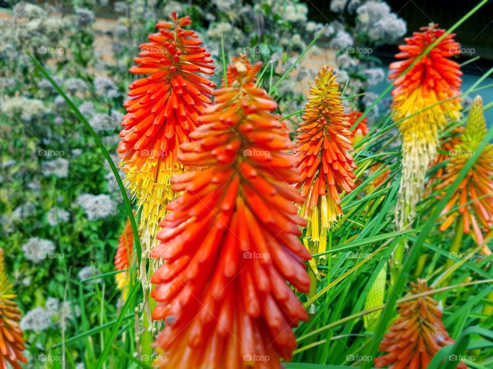 red and yelow flower